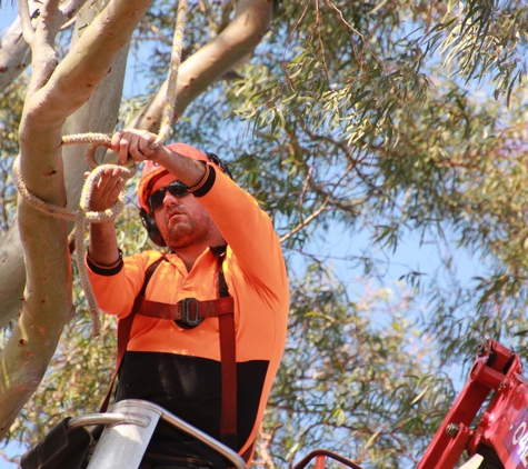 Above All Tree Services - Engadine, NSW