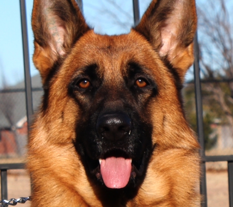 Von Der Otto German Shepherds - Rockwall, TX