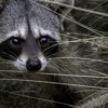 Rogue Pest & Wildlife Control gallery