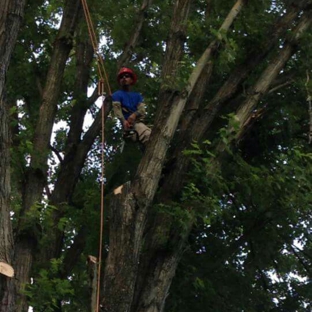 Ohio Valley Tree Experts LLC - Dayton, OH