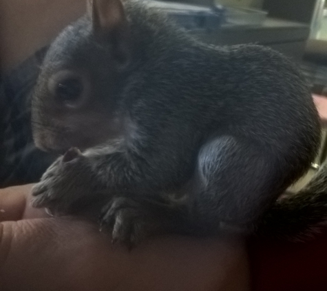 Skin Worthy Tattoo - Cedar Rapids, IA. Baby Smoky. Poisoned by Gene Hootman. Owner of Skin Worthy