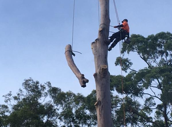 Gheckos Tree Services Northcoast Treelopping - Narangba, QLD