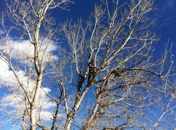 Affordable Arborist - Centennial, CO