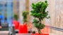 Ambius Houston - Landscape Designers & Consultants