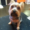 Ruff Cuts Dog Grooming gallery