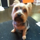 Ruff Cuts Dog Grooming