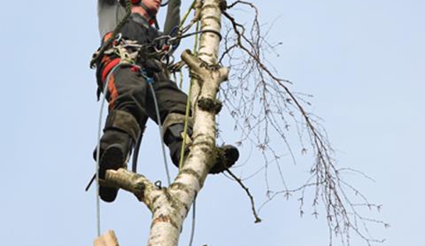 A Cut Above Tree Service - Niles, MI