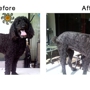 FancyFur Mobile Dog Grooming