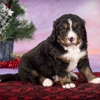 Walnut Valley Puppies gallery