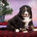 Walnut Valley Puppies - Pet Breeders