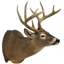 Trophy Hollow Ranch Taxidermy - Taxidermists