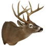 Trophy Hollow Ranch Taxidermy