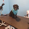 A Pups Dream Dog Grooming gallery