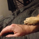 Dog Ventures - Financing Services