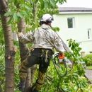 American Arbor Care - Tree Service