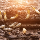 Clarke Pest Control - Termite Control