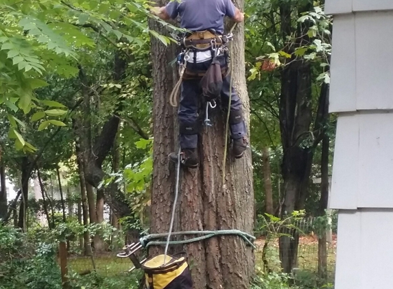 JW Tree Service - Fayetteville, NC. Gary and his crew are the truth ����