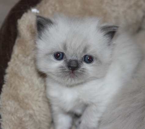 Kats Himalayan Kittens - Florence, KY