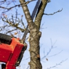 Howard Tree Care gallery