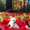 French Bulldog Florida  Le Pup Joli. gallery