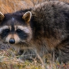 Wildlife Guardian gallery