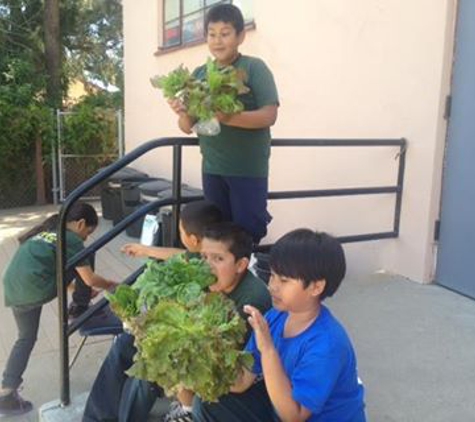 McGill School of Success - San Diego, CA. The kids in taking their harvest from the garden