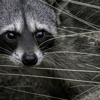 Alabama Wildlife Pro gallery