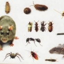 Five Boroughs Pest Control - Pest Control Services