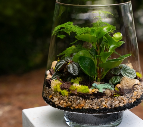 CachePot - Knoxville, TN. Terrarium with Plants