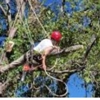 Craig Ross Tree Service gallery