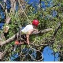 Craig Ross Tree Service - Tree Service