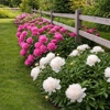 Plant Solutions Tree & Lawn Care gallery