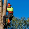 Franco's Tree Service gallery