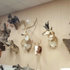 Weird City Taxidermy gallery