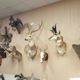 Weird City Taxidermy