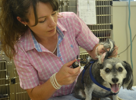 PetFocus Vetcare - Lavington, NSW