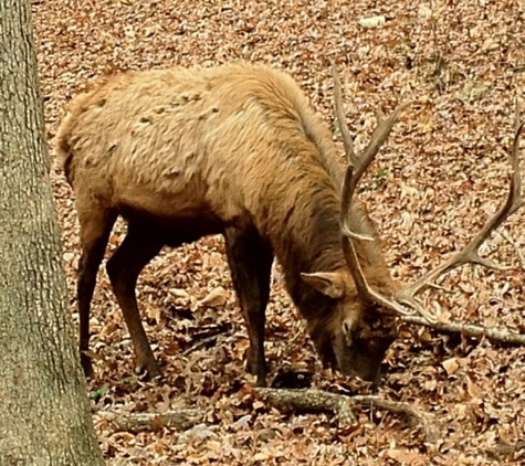 Lone Elk Park - Valley Park, MO