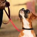 Dog Trainer College Conifer Canine - Pet Training