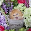 Doll Face Persian Kittens gallery