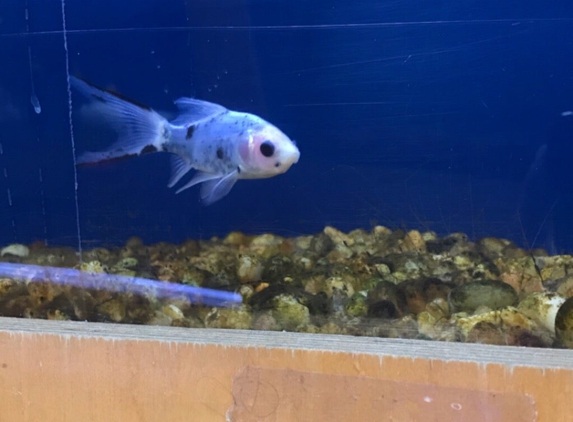 Allan's Aquarium & Pet Center - Los Angeles, CA