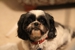 Tomball Pet Resort and Spa - Pet Boarding & Kennels