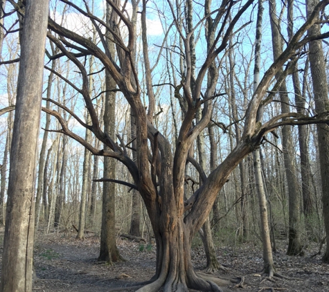 Glen Helen Nature Preserve - Yellow Springs, OH