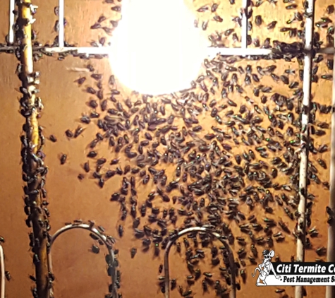 Citi Termite Control Inc - Jamaica, NY