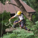 Professional Lot Clearing & Tree Service - Excavation Contractors