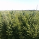 Bengtson Christmas Tree Farm