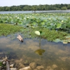 Hatchie National Wildlife Refuge gallery