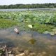 Hatchie National Wildlife Refuge