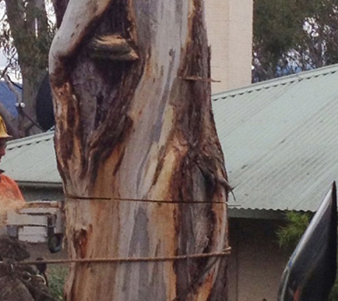 Adams Tree Services - St Leonards, TAS. Qualified, Professional, Experienced Staff
