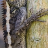 EcoSmart Wildlife Control gallery
