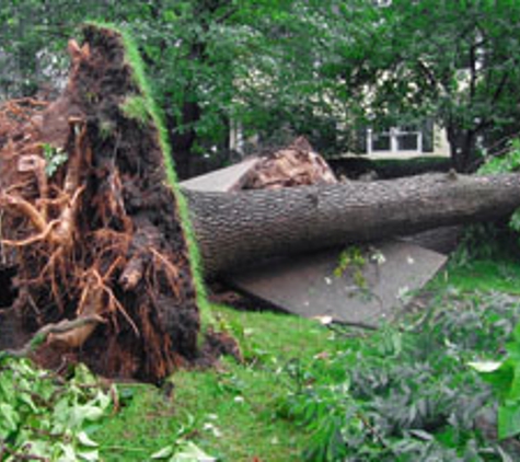 Camacho's Tree Service - Highland, CA